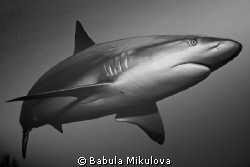 shark by Babula Mikulova 